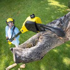 Best Tree Trimming and Pruning  in Belle Glade, FL