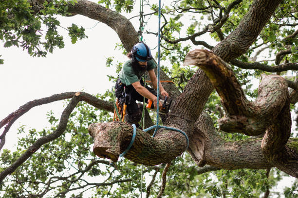 Best Tree Removal  in Belle Glade, FL